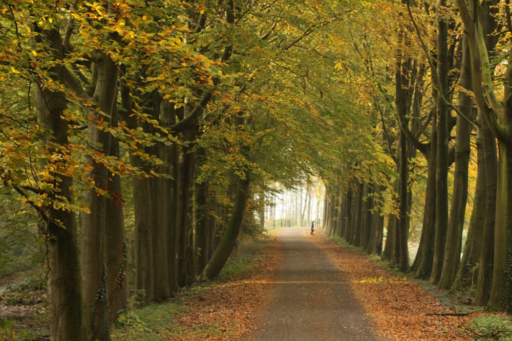 brown pathway between green trees during daytime