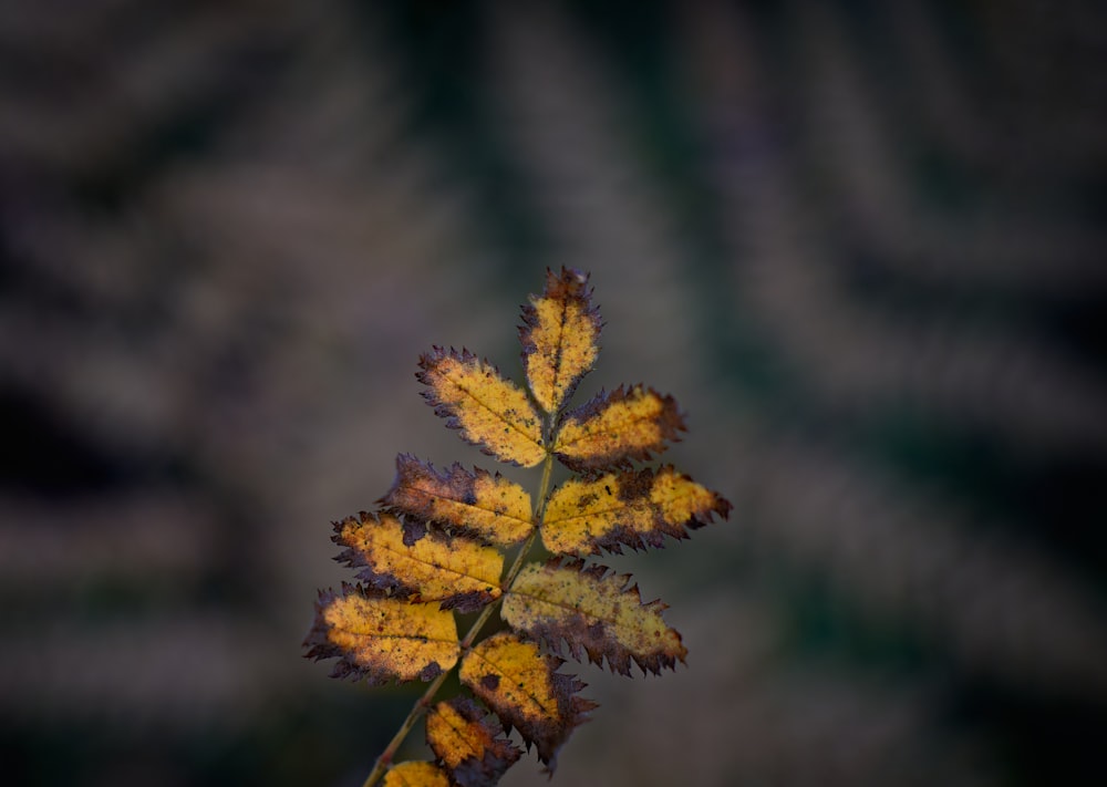 green and yellow leaf plant