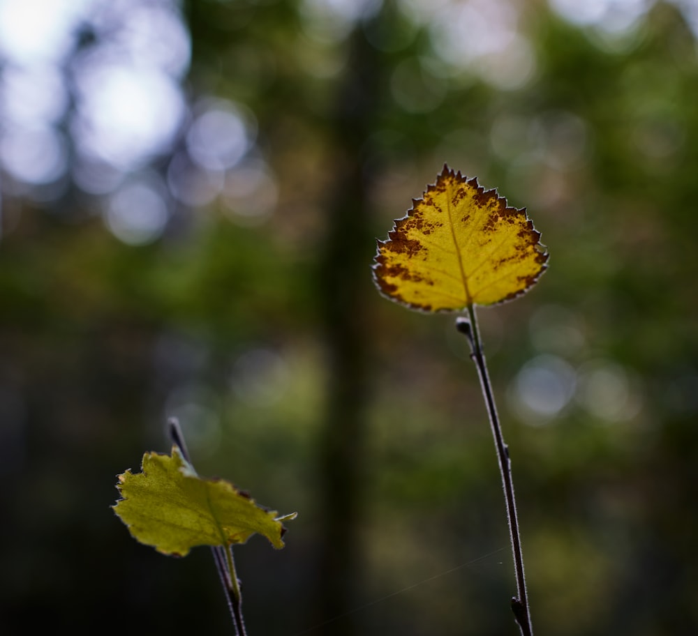 yellow leaf on green stem