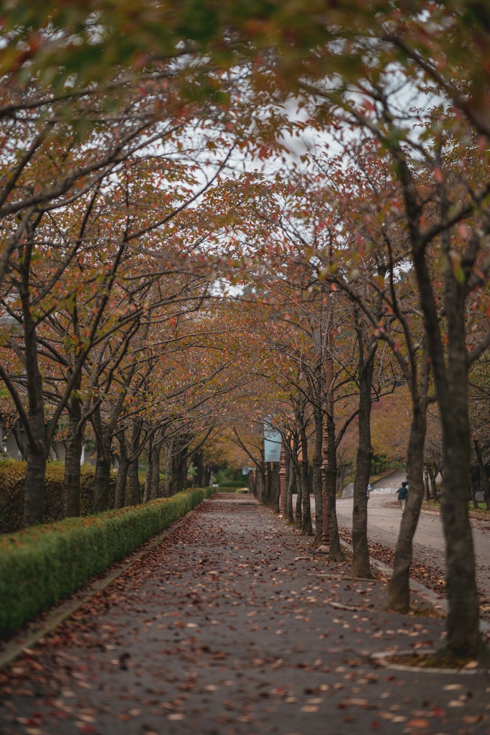 brown trees on the side of the road