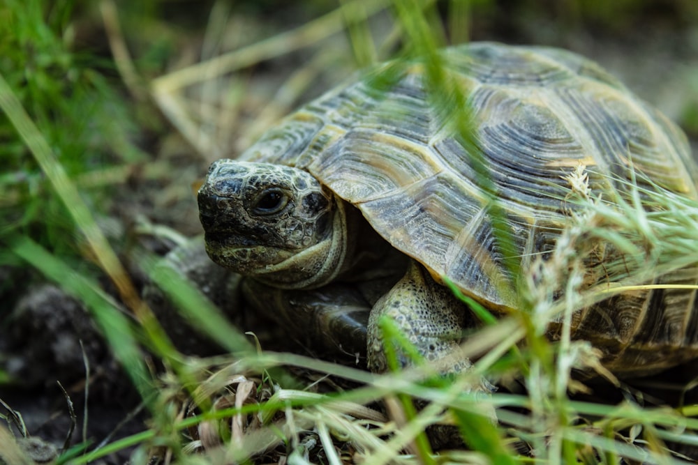 brown and black turtle on green grass