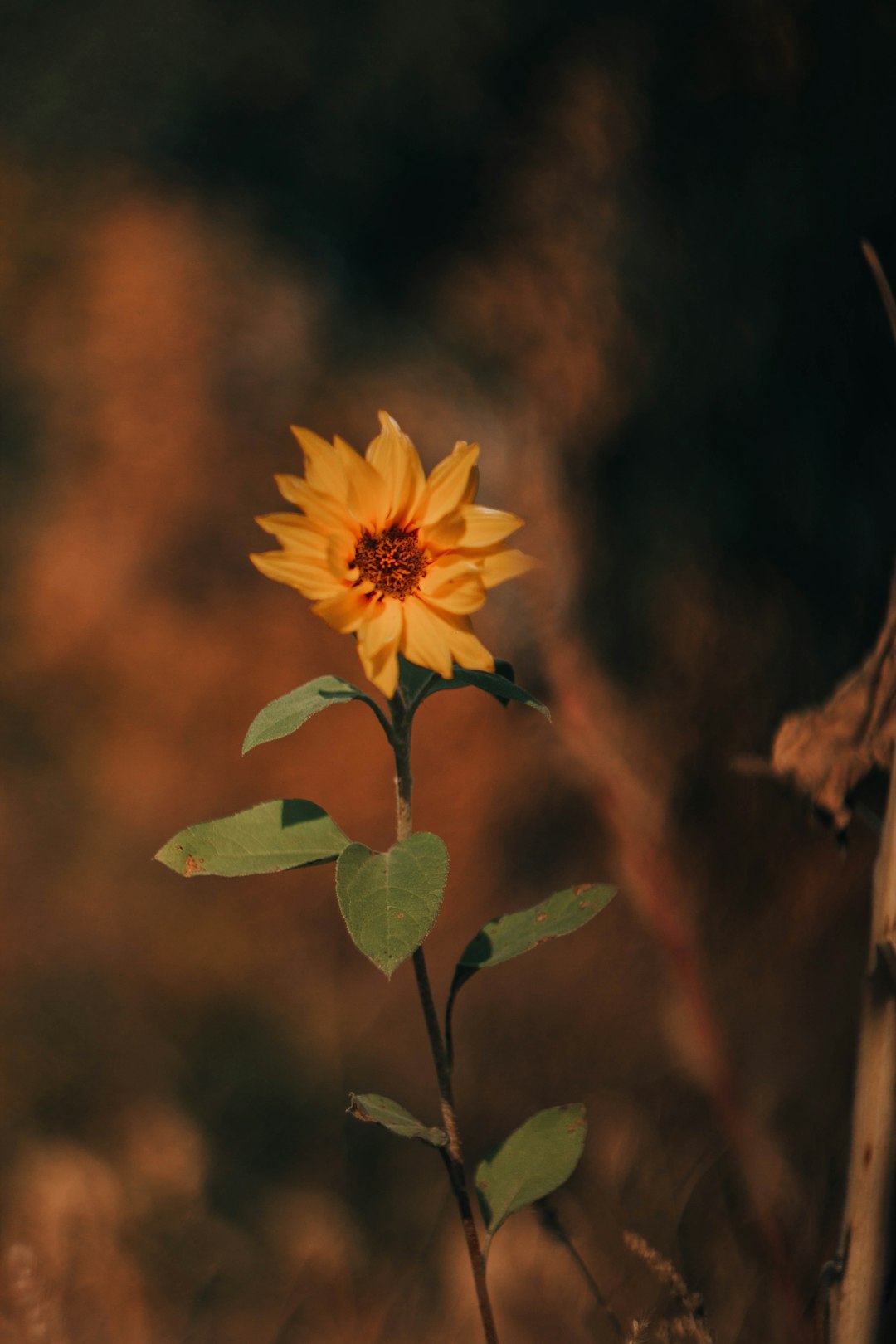 yellow flower with green leaves