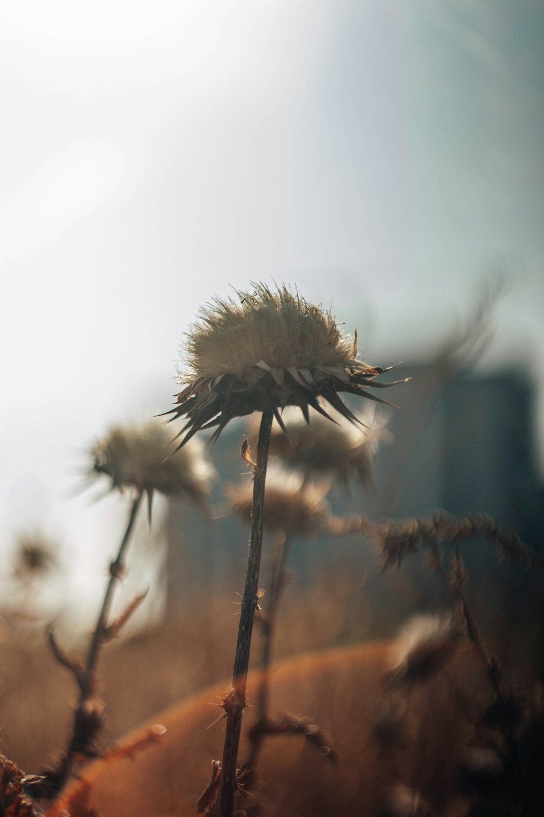 brown and white flower in tilt shift lens