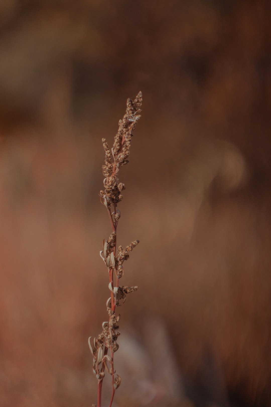 brown plant in tilt shift lens