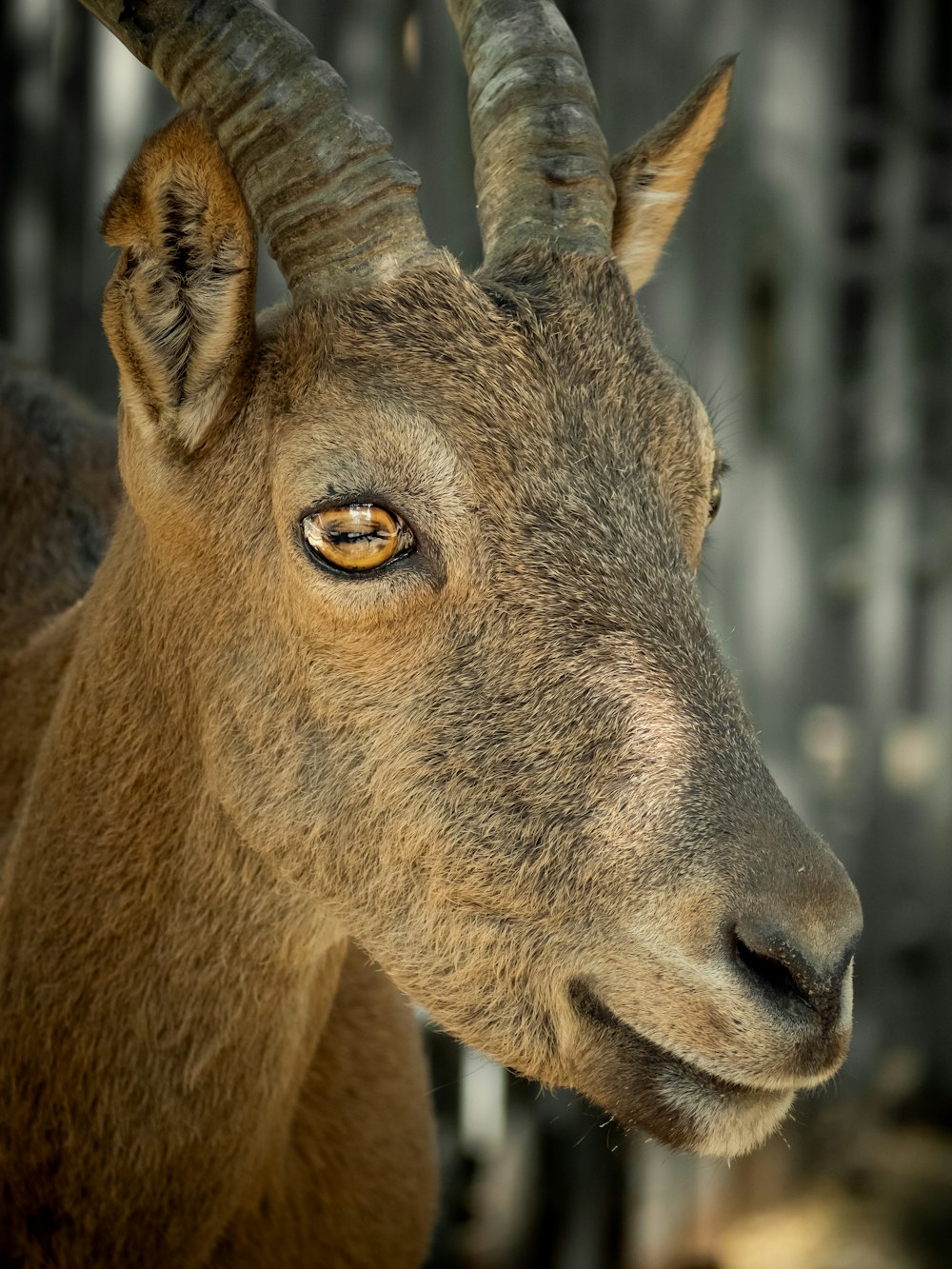 brown deer in tilt shift lens