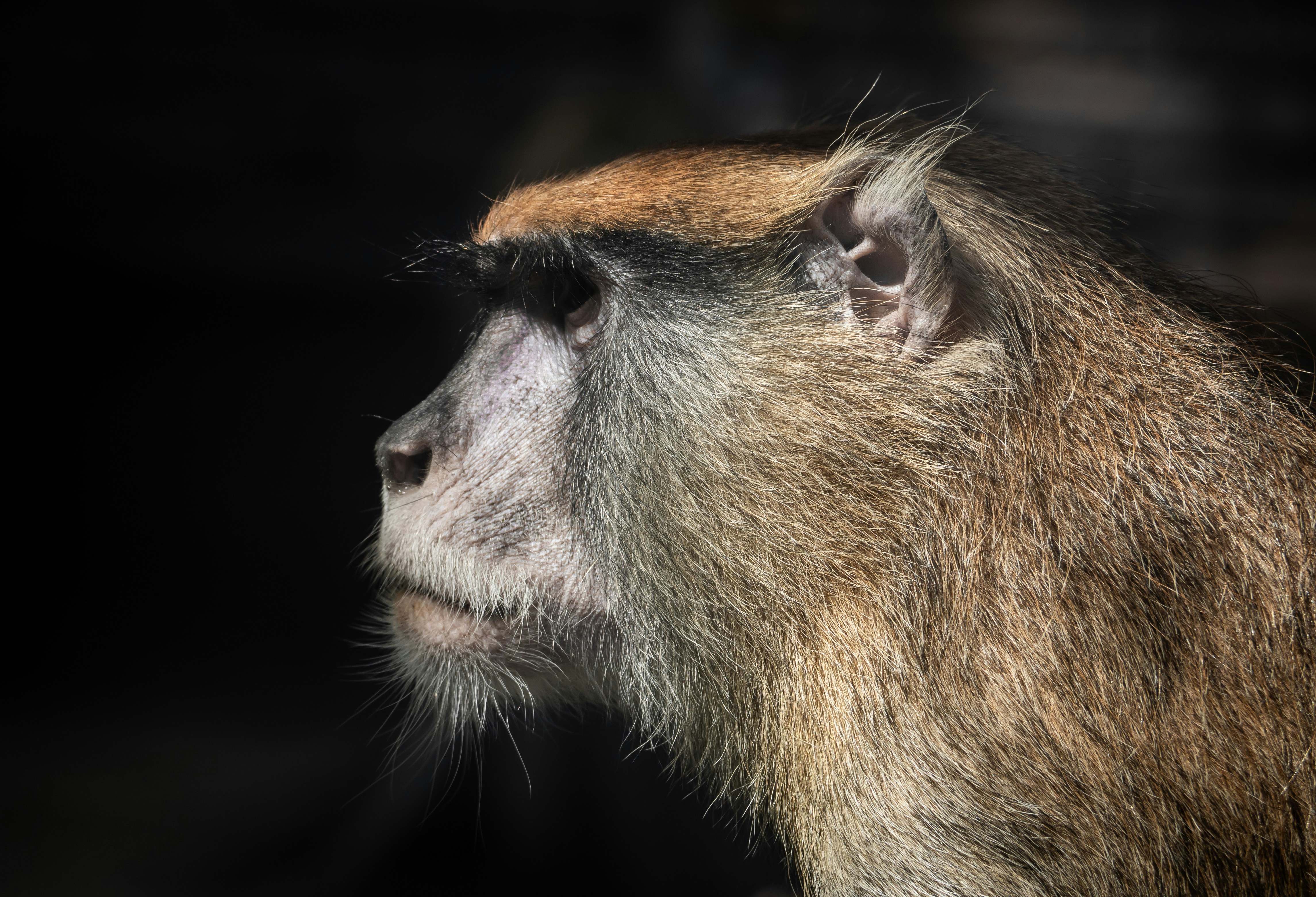 Wild monkey