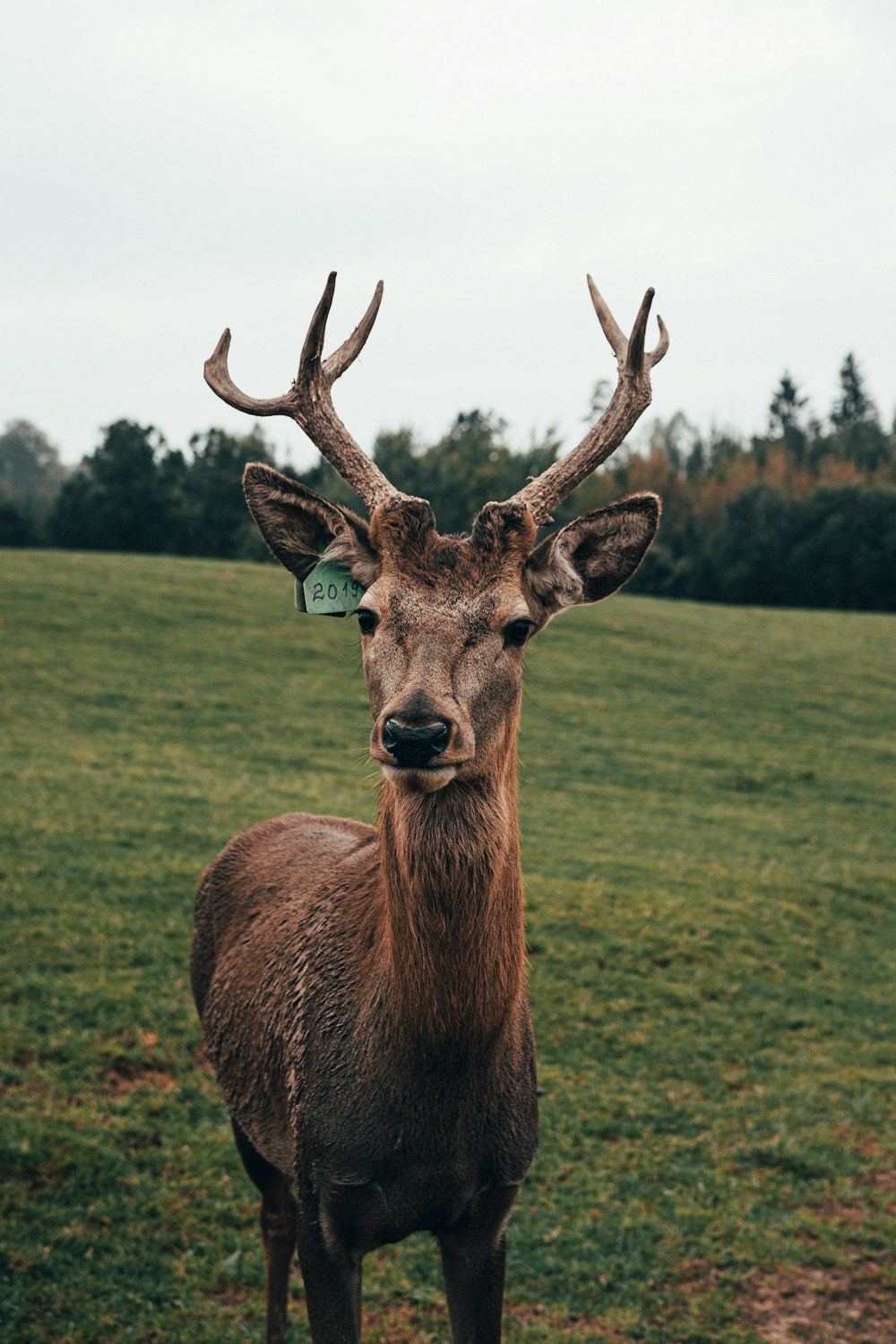 brown deer on green grass field during daytime