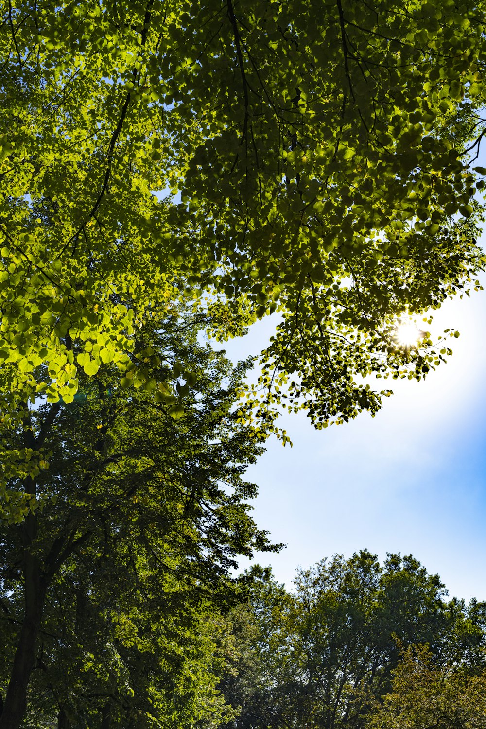 green tree under blue sky during daytime