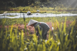 A Vietnamese farmer inspecting fresh produce in a lush green field under clear skies.
