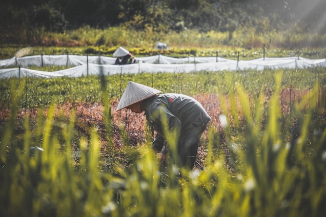 A vibrant Indonesian farmer carefully harvesting candlenuts in a lush green plantation under bright sunlight.
