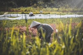 A person wearing a traditional conical hat works in a lush, green field with rows of crops. The sunlight creates a warm glow, highlighting the natural setting, while another person can be seen in the distance. Vegetation surrounds the area, adding to the serene environment.