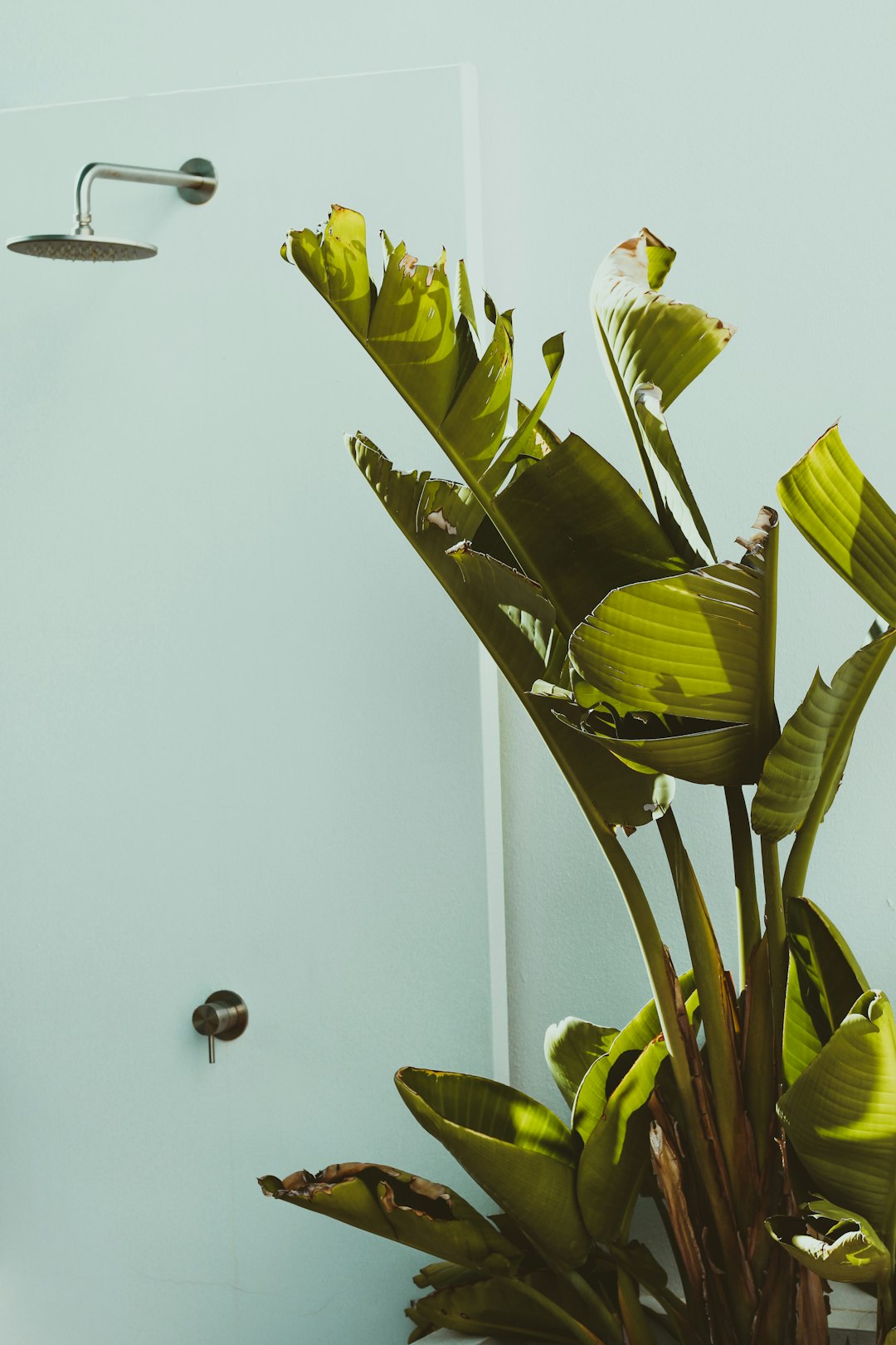 green flower buds during daytime