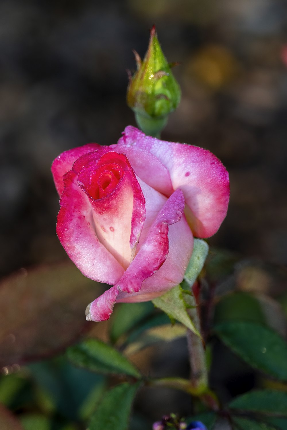 pink rose in bloom during daytime