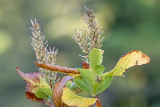 A close-up of an insect on a plant with elongated, spike-like clusters of small flowers. The plant has vibrant green leaves mixed with yellow and brown ones, exhibiting signs of decay. The background is softly blurred with shades of green, highlighting the details of the plant.