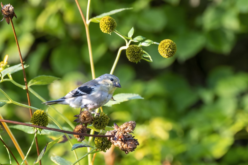 white and blue bird on brown plant