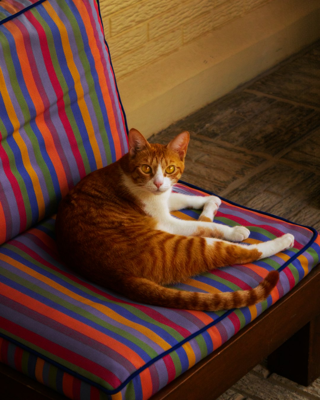 orange tabby cat lying on red and blue striped sofa