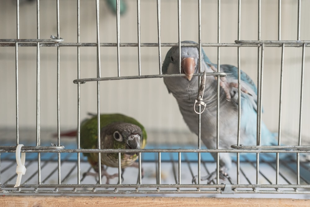 gray and green bird in cage