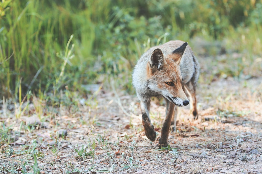 brown and white fox on green grass during daytime