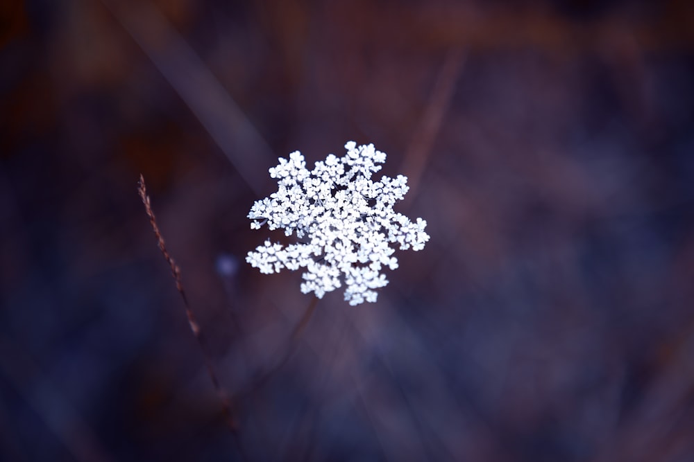 white flower in tilt shift lens