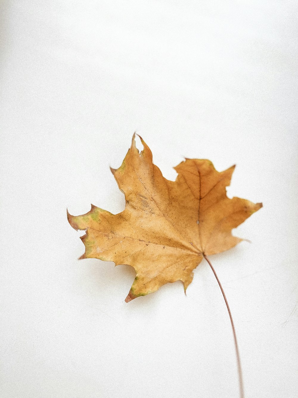 brown maple leaf on white surface