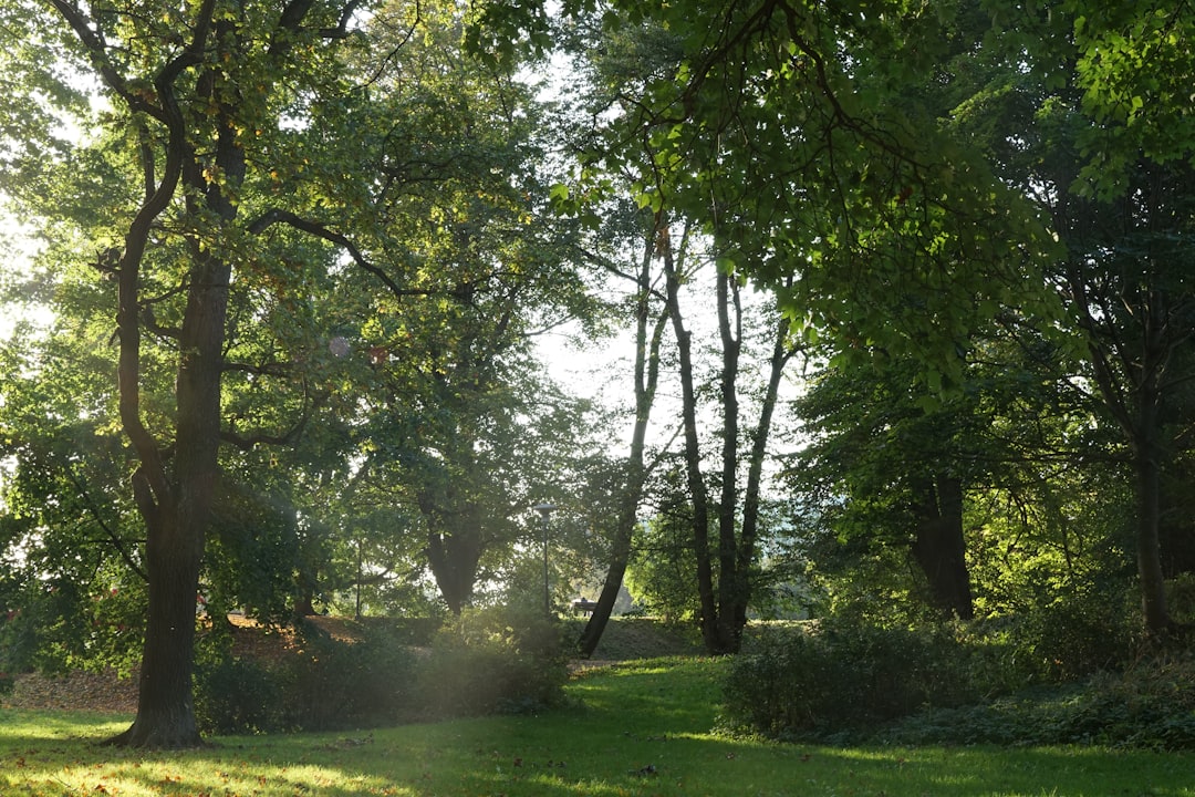 Forest photo spot Old Town of Tallinn Neeme