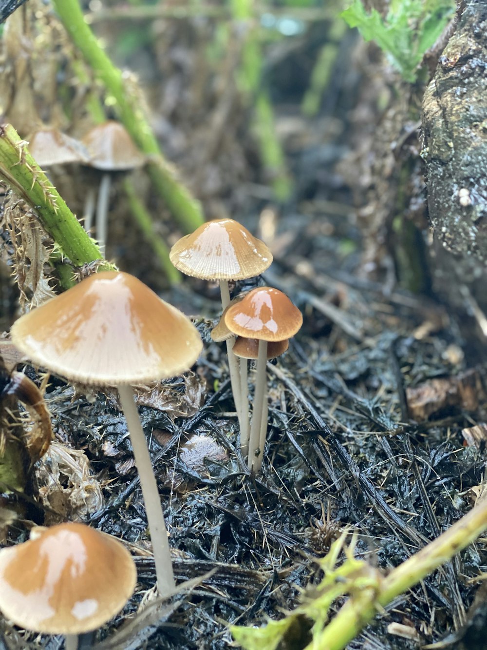 white and brown mushrooms on green grass during daytime