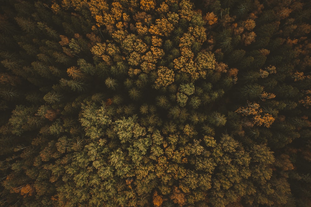 aerial view of green trees