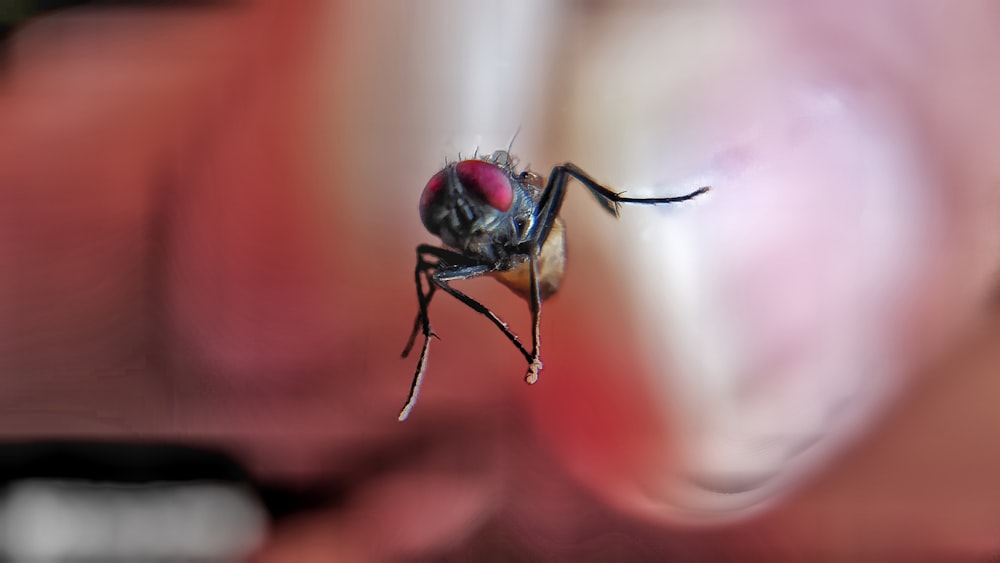 black fly in macro photography