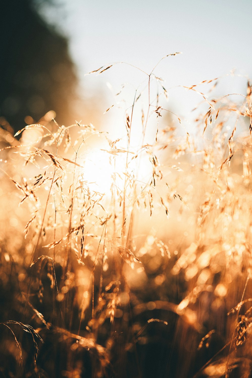 brown grass during golden hour