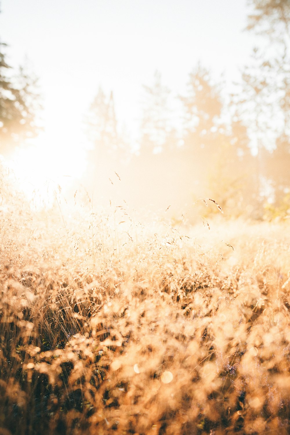 brown grass field during daytime