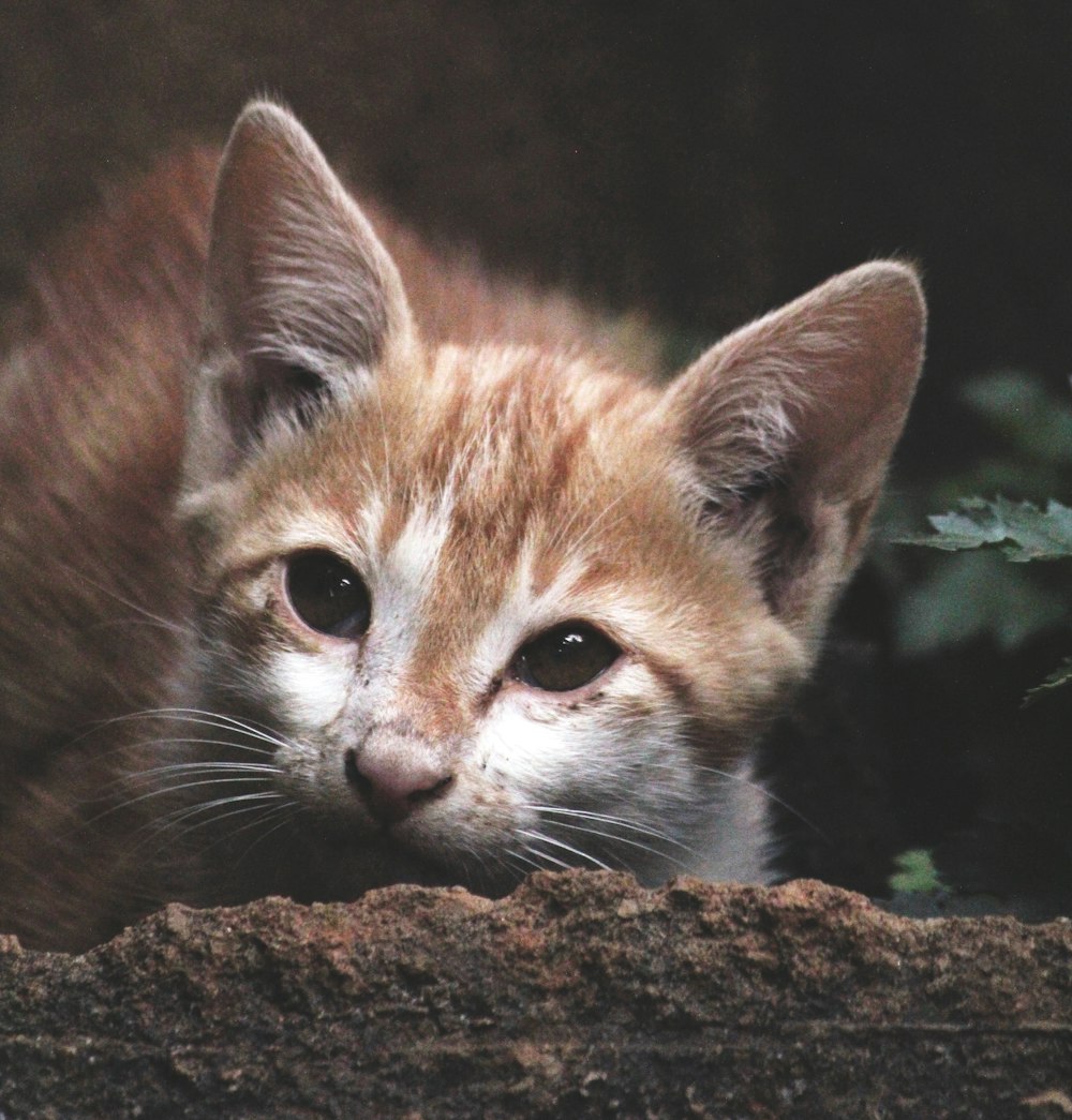 orange tabby kitten on brown rock
