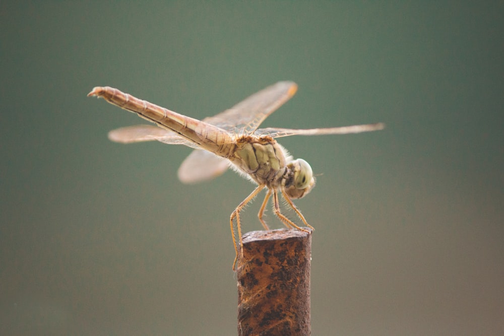 brown and black dragonfly perched on brown wooden stick in close up photography during daytime