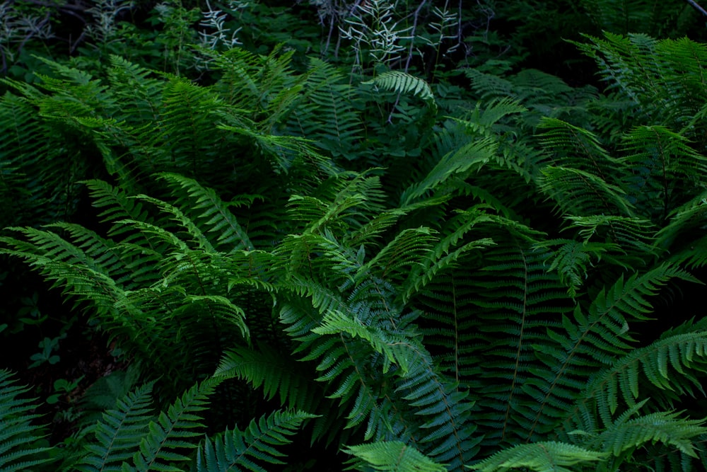 pianta di felce verde durante il giorno