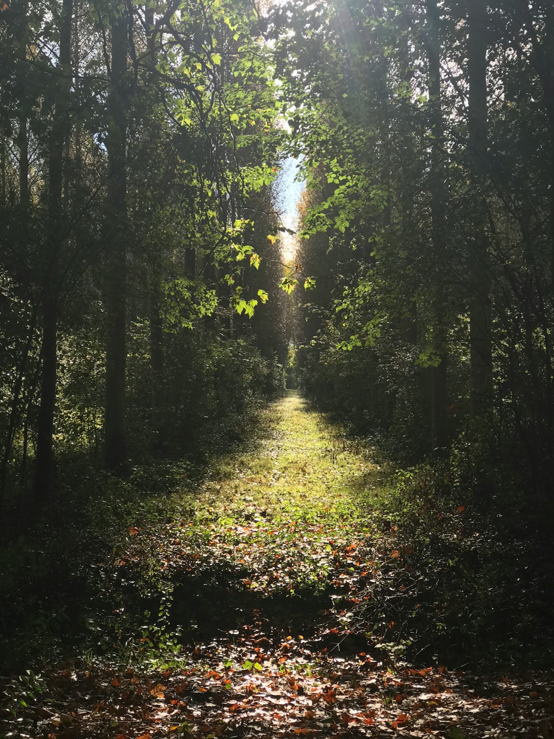 Forest photo spot France Cher