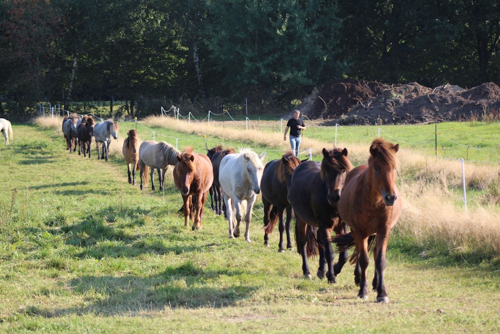 horses on green grass field during daytime