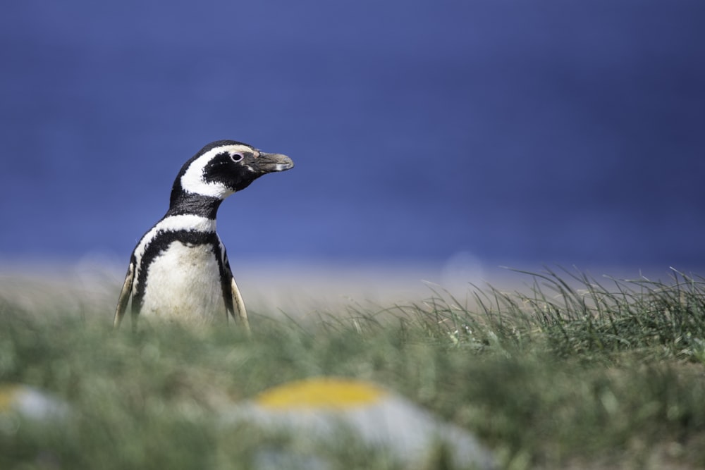 Pingouin noir et blanc sur l’herbe verte pendant la journée