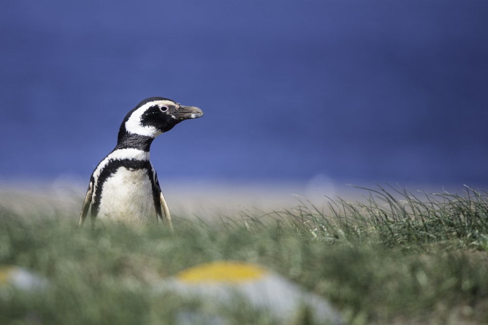 black and white penguin on green grass during daytime