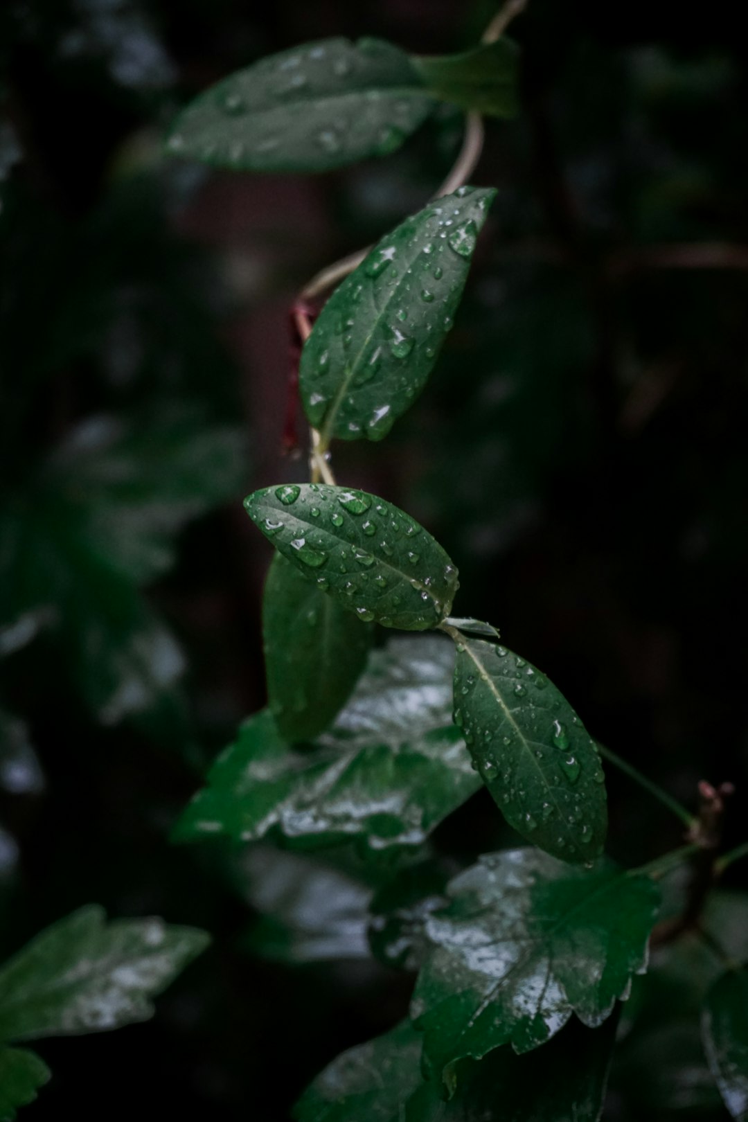 green leaves in close up photography