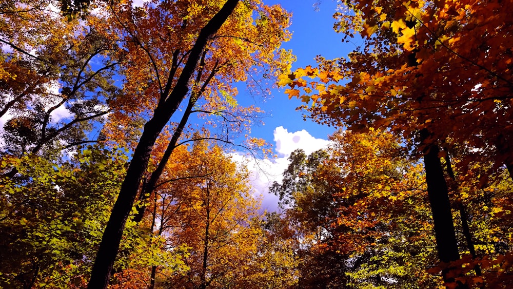 yellow and brown trees under blue sky during daytime