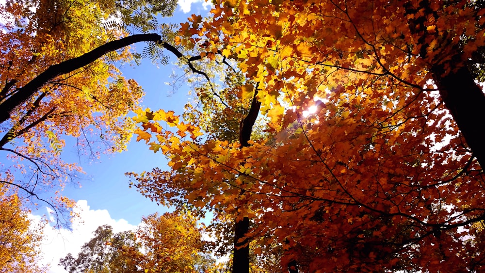 brown and yellow leaves tree