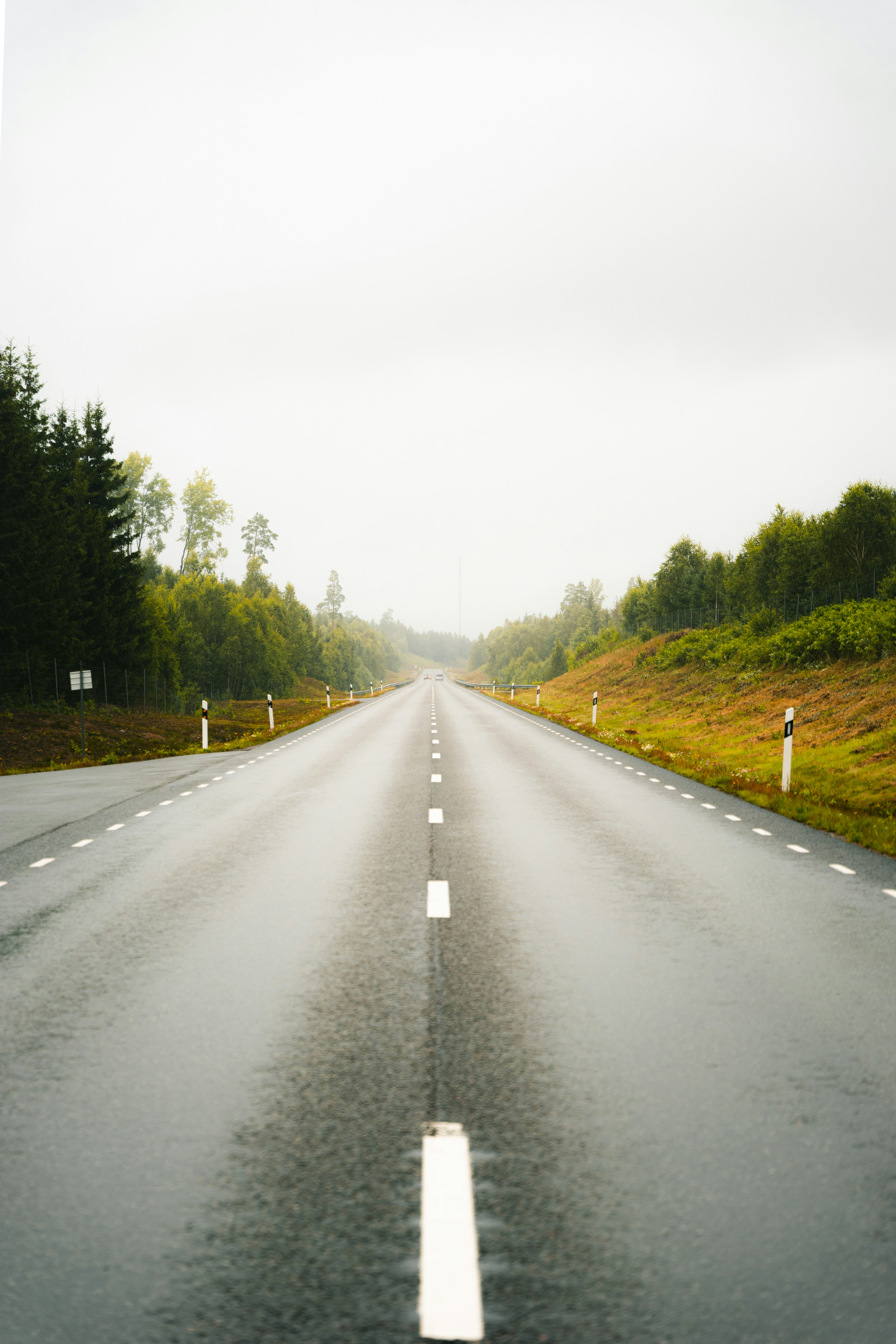 gray asphalt road between green trees during daytime