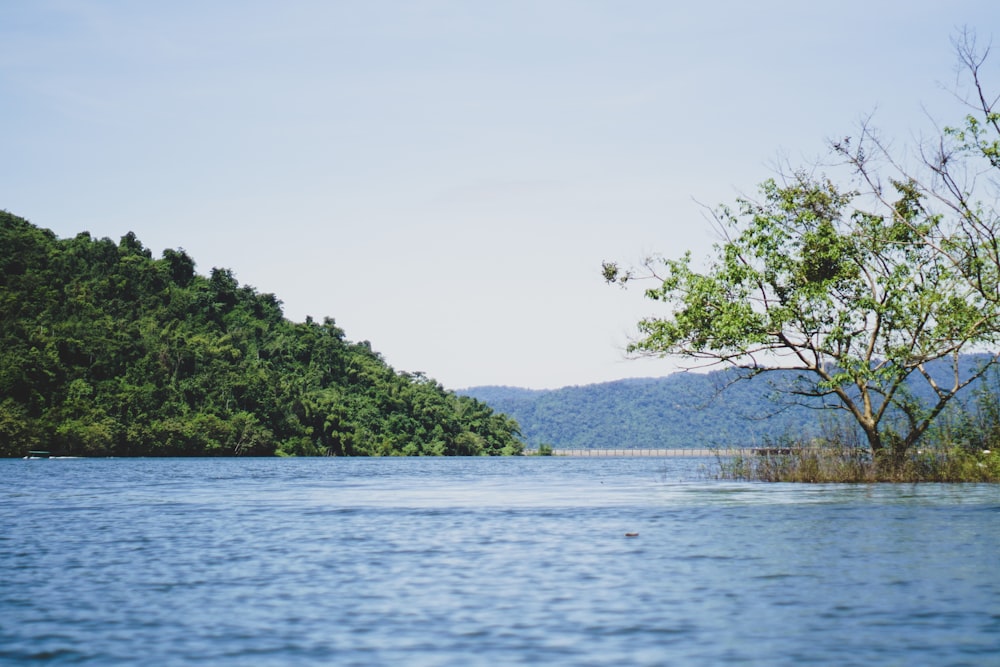 Árboles verdes cerca del cuerpo de agua durante el día