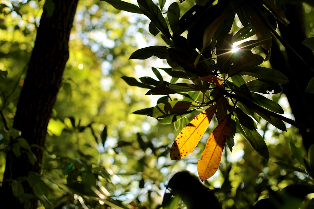 green leaves on tree during daytime