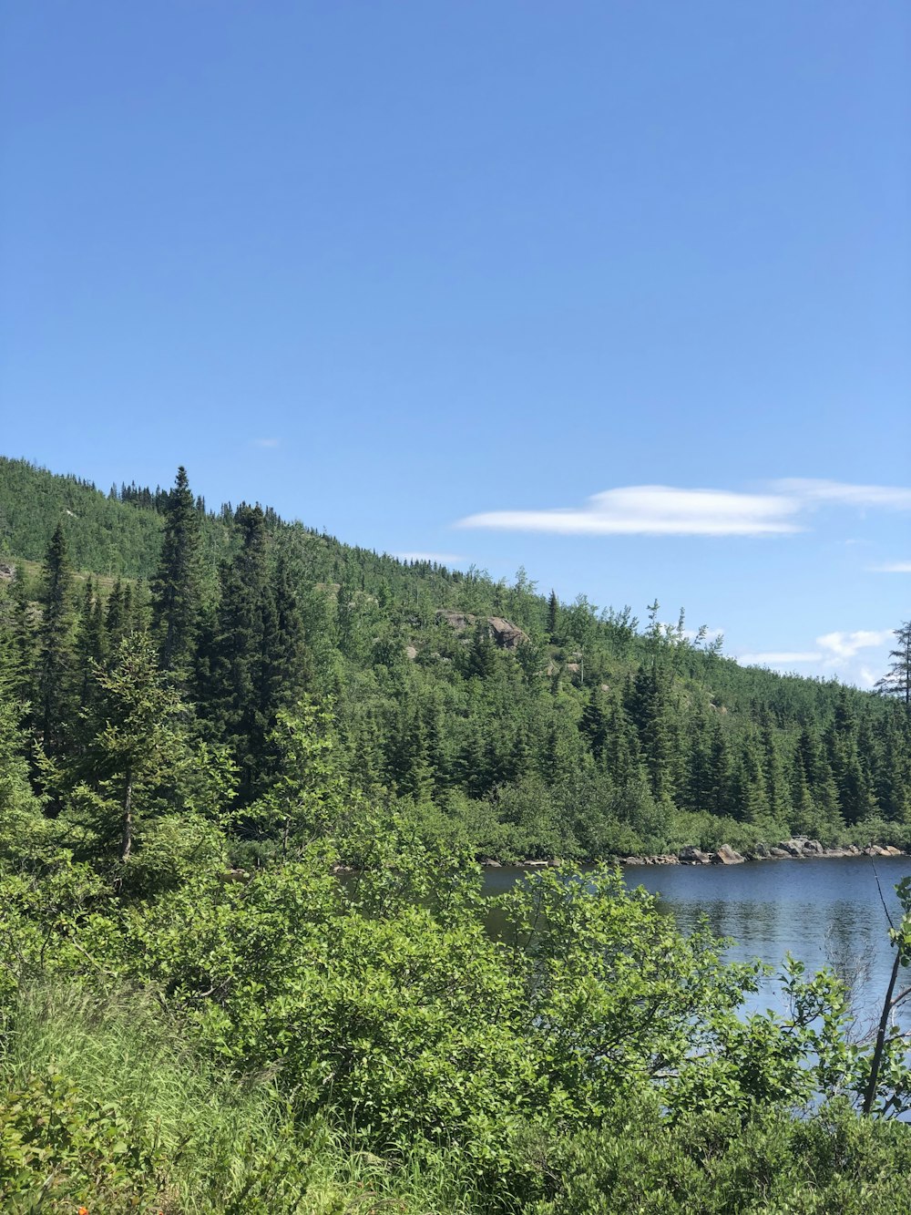 arbres verts au bord de la rivière sous le ciel bleu pendant la journée