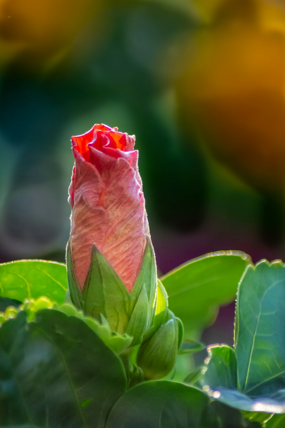 pink rose in bloom during daytime