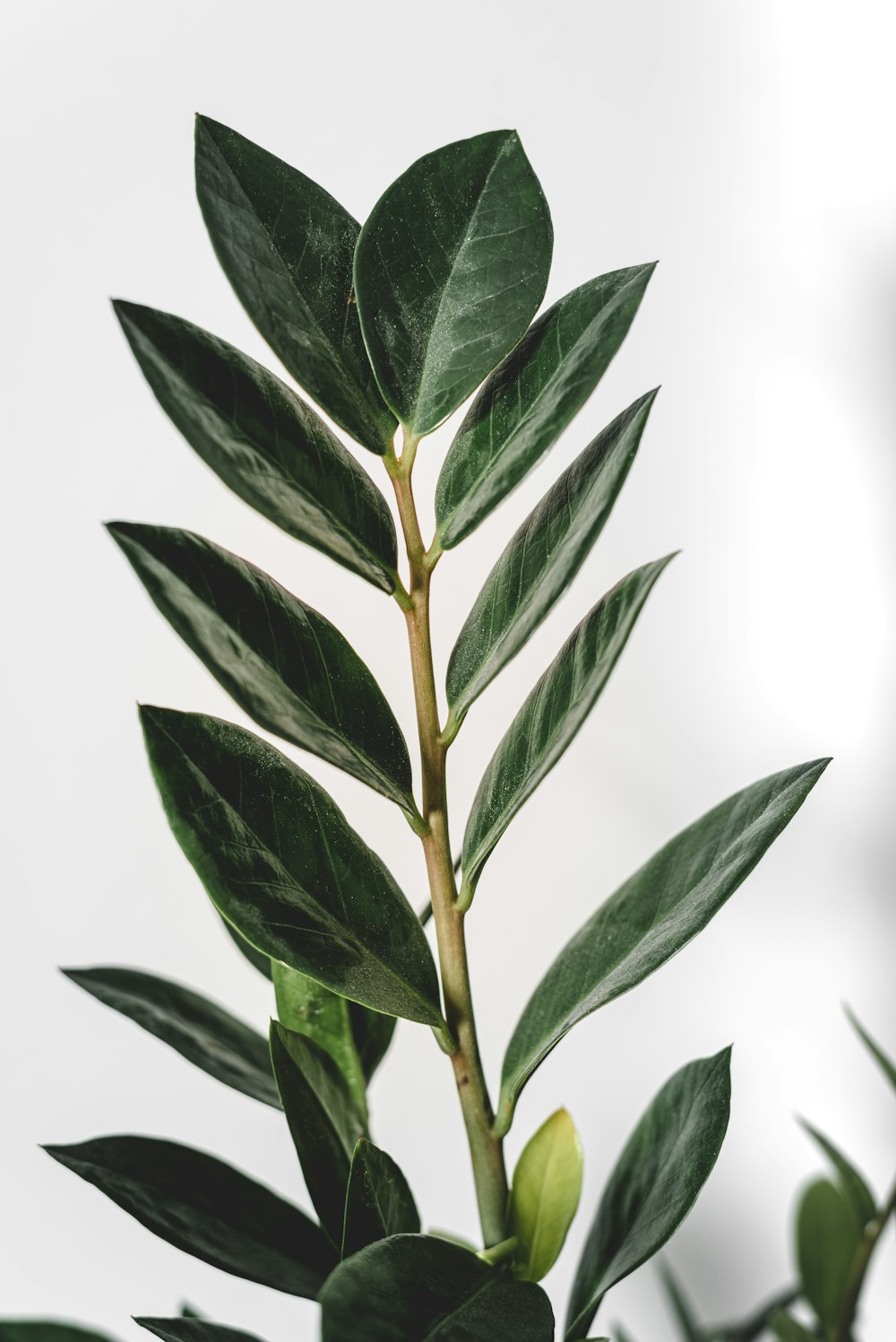 green leaf plant on white background