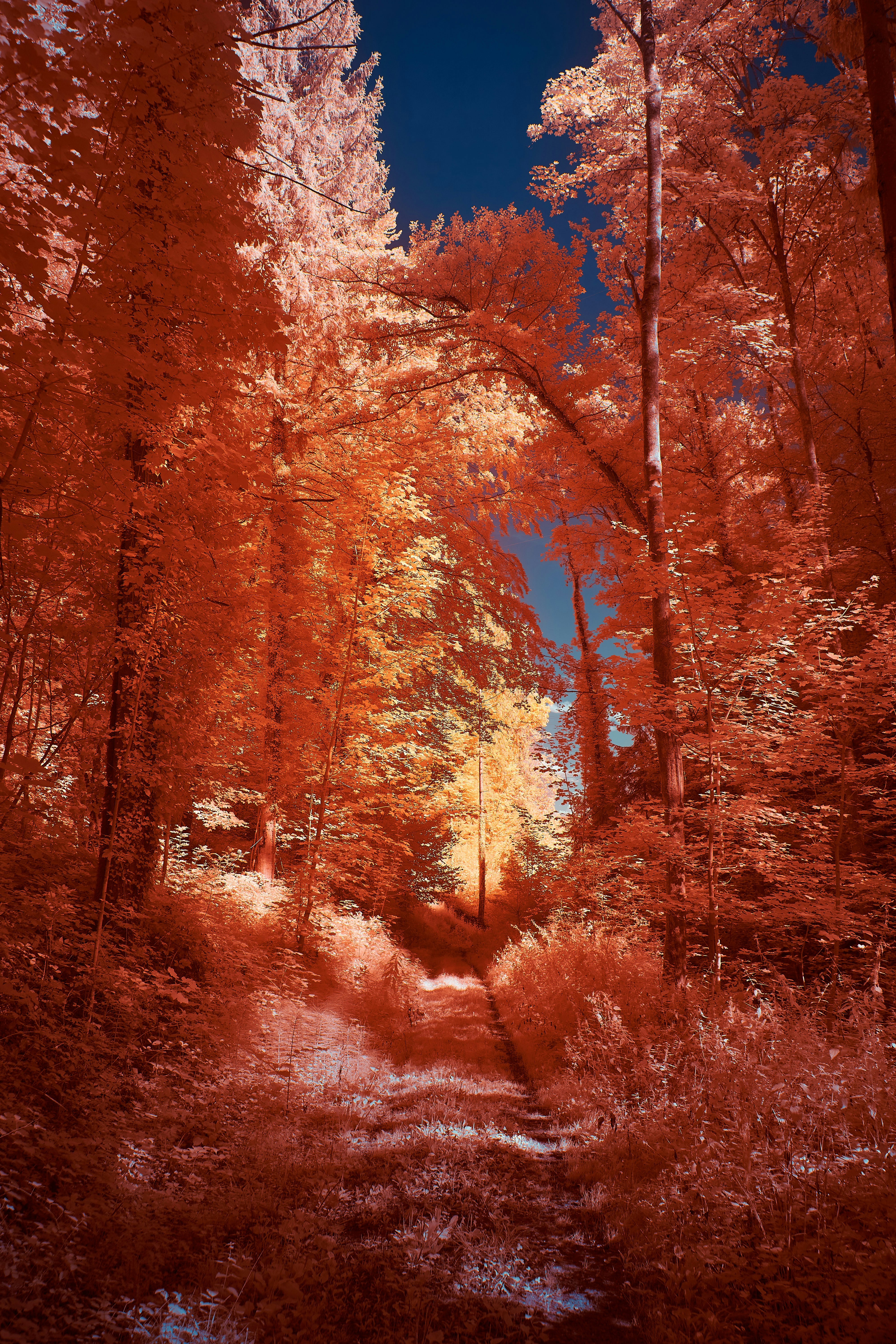 Photo by wolfgang_hasselmann