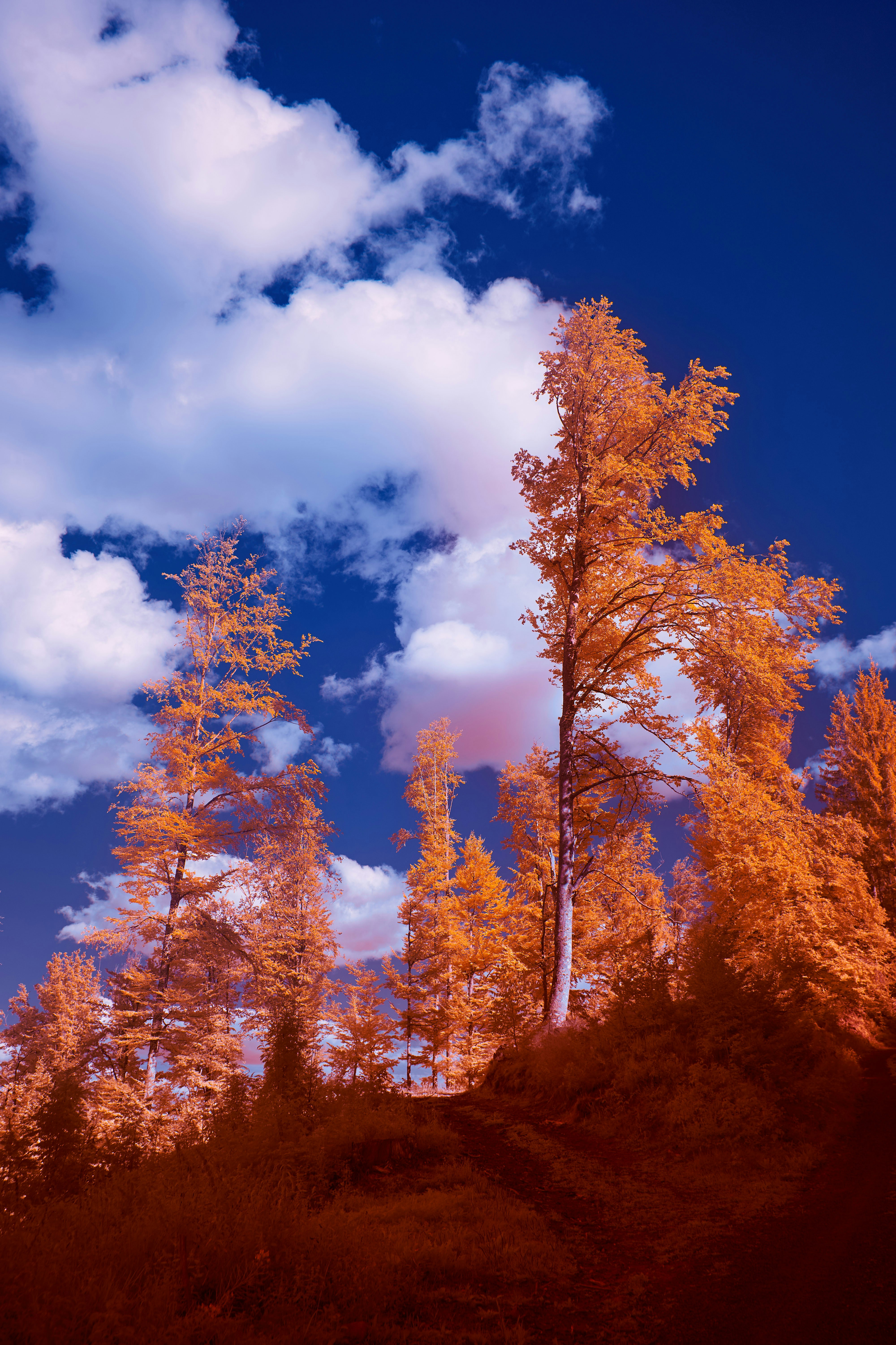 Photo by wolfgang_hasselmann