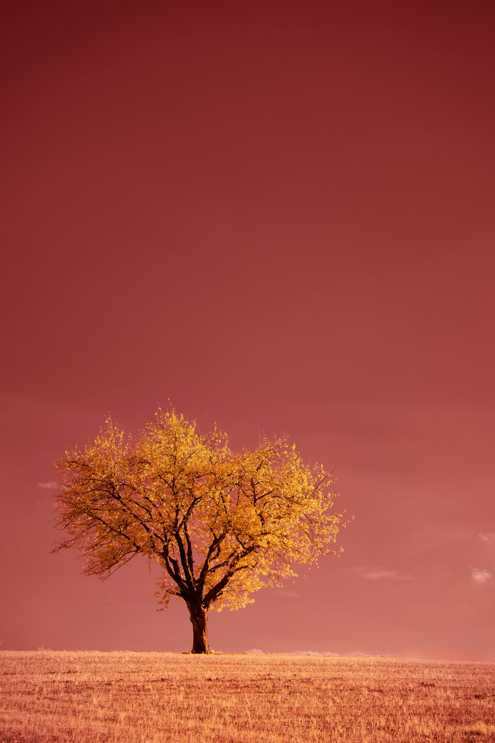 albero marrone sotto il cielo blu durante il giorno