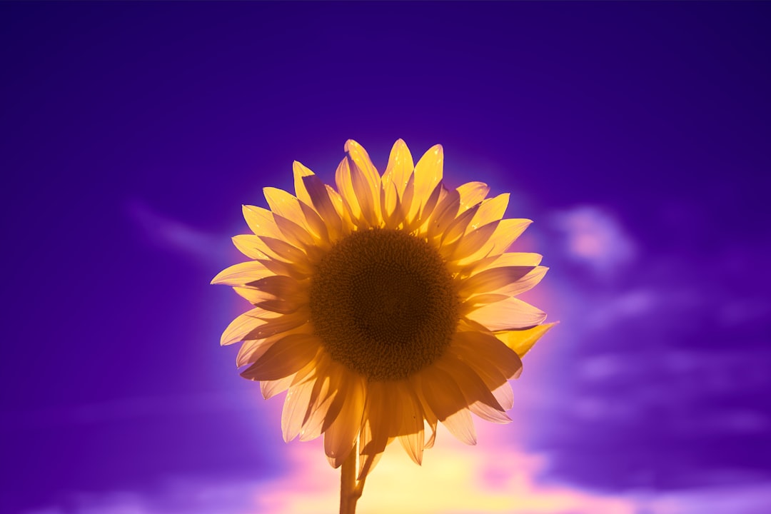 yellow sunflower in purple background